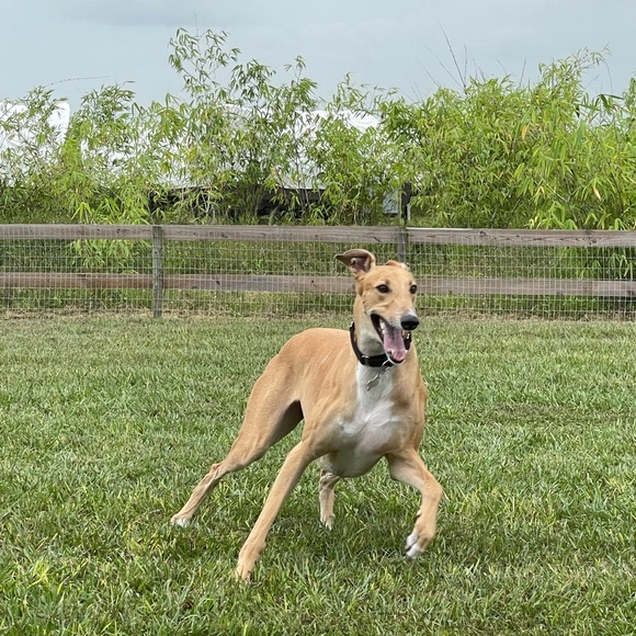 Meet your Posher, Merri - Picture 2 of 4